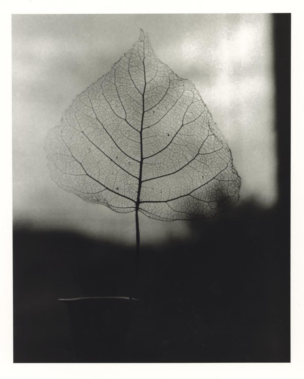 Olive Cotton comparable auction result: olive cotton 1911 2003