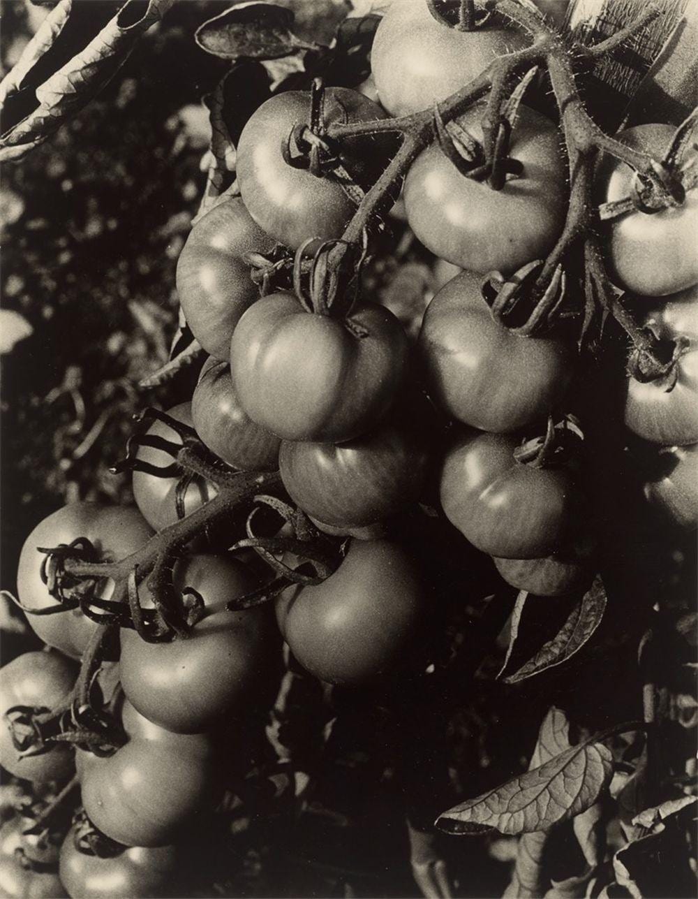 Heinrich (1896) Koch comparable auction result: truss of tomatoes