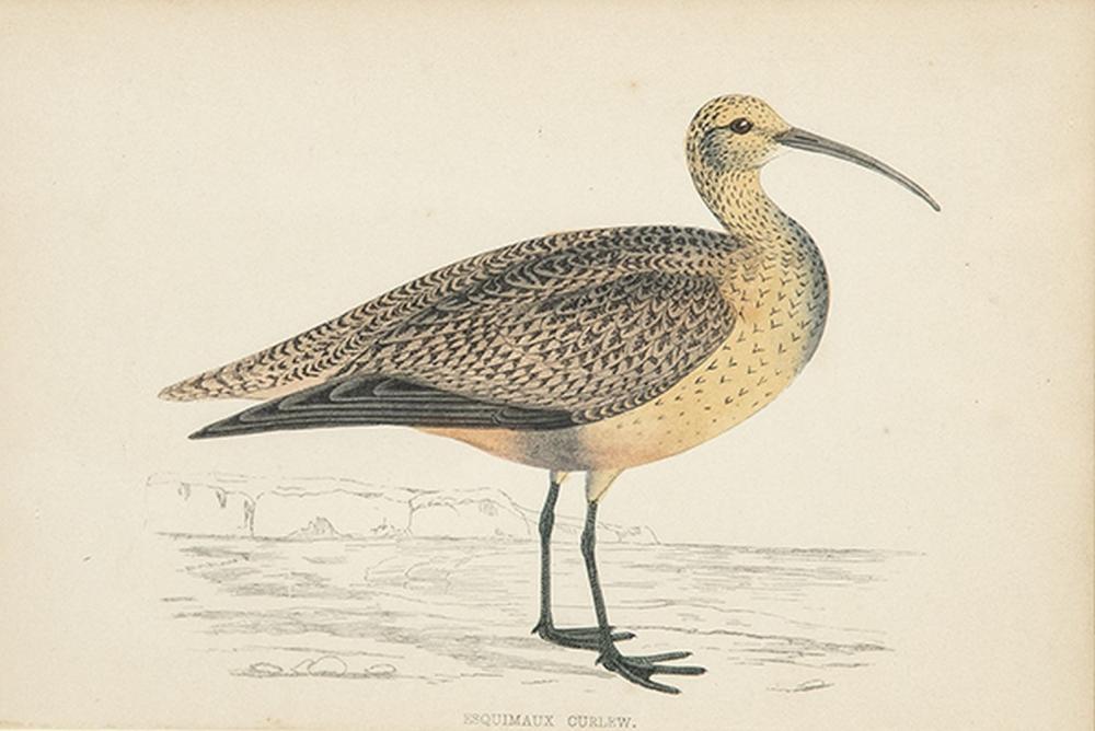 Francis Orpen Morris comparable auction result: francis orpen morris common basket grey plover reddish stoner return and eskimo curlew