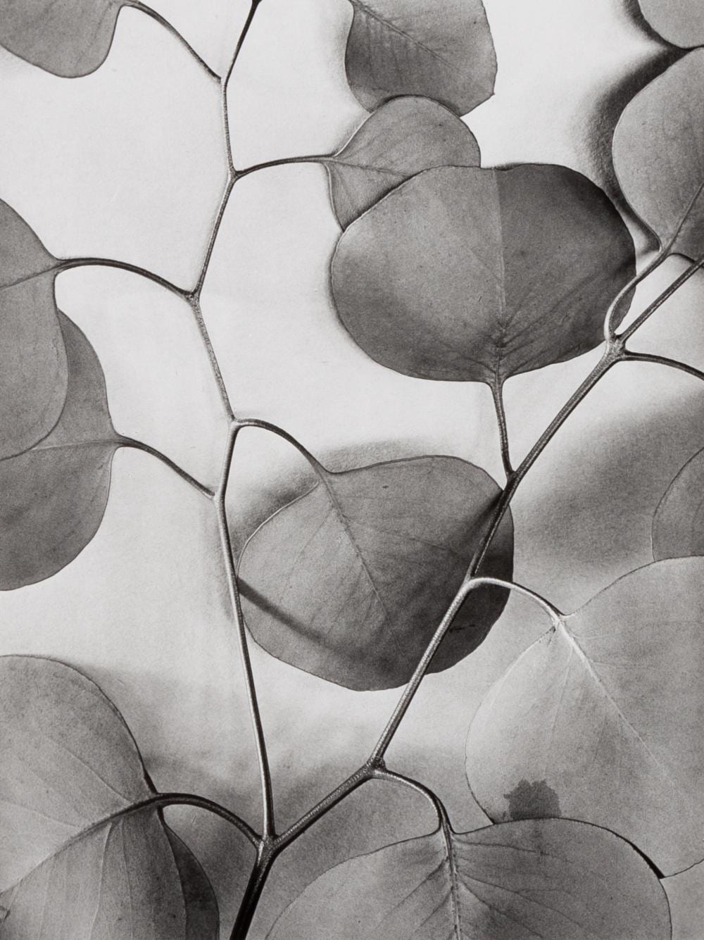 Alma Lavenson comparable auction result: alma lavenson 1897 1989 eucalyptus leaves