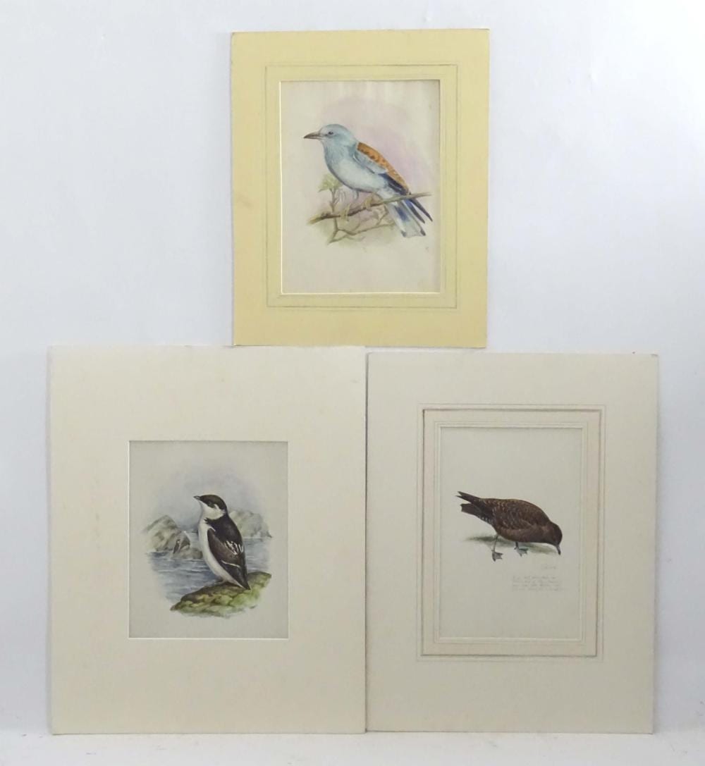 Eric Gorton comparable auction result: eric gorton 20th century ornithological school