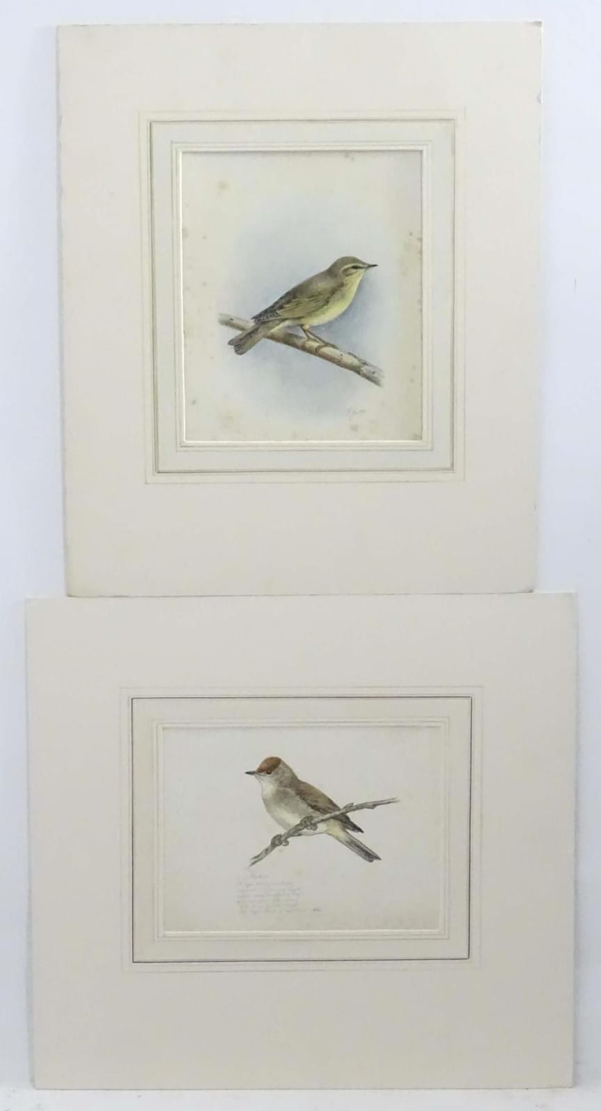 Eric Gorton comparable auction result: eric gorton 20th century ornithological school