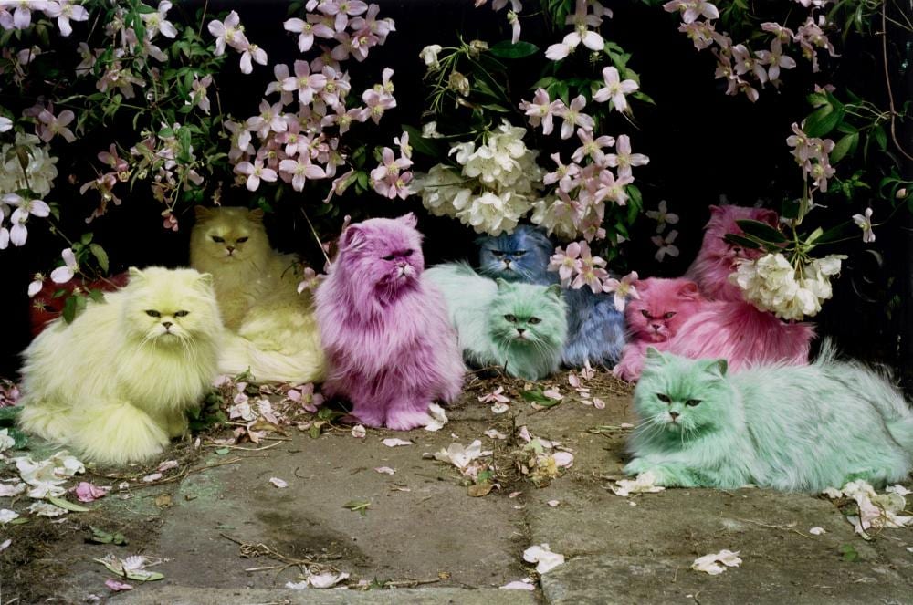 Tim  Walker comparable auction result: tim walker pastel cats