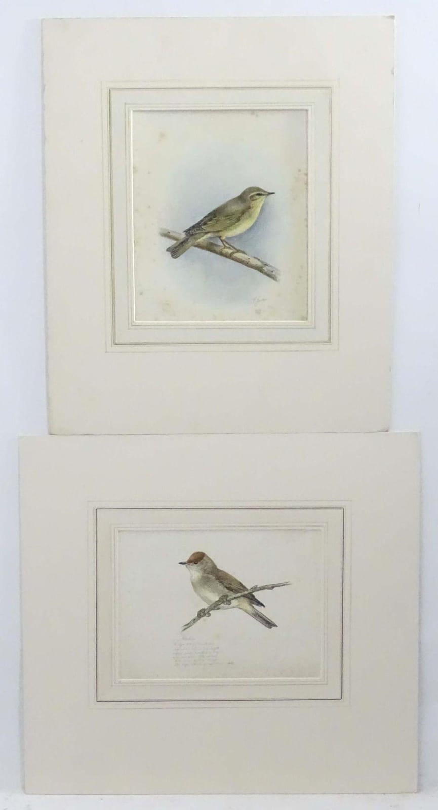 Eric Gorton comparable auction result: eric gorton 20th century ornithological school watercolour gouache and