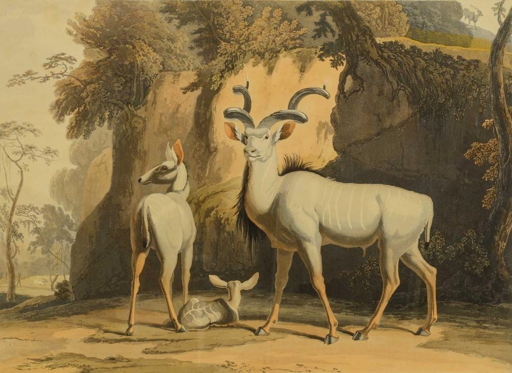 Samuel Daniell comparable auction result: samuel daniell british 1775 1811 3 x aquatints tackhaitse koodoo pallah insribed dated 38 x 50 sheet size each