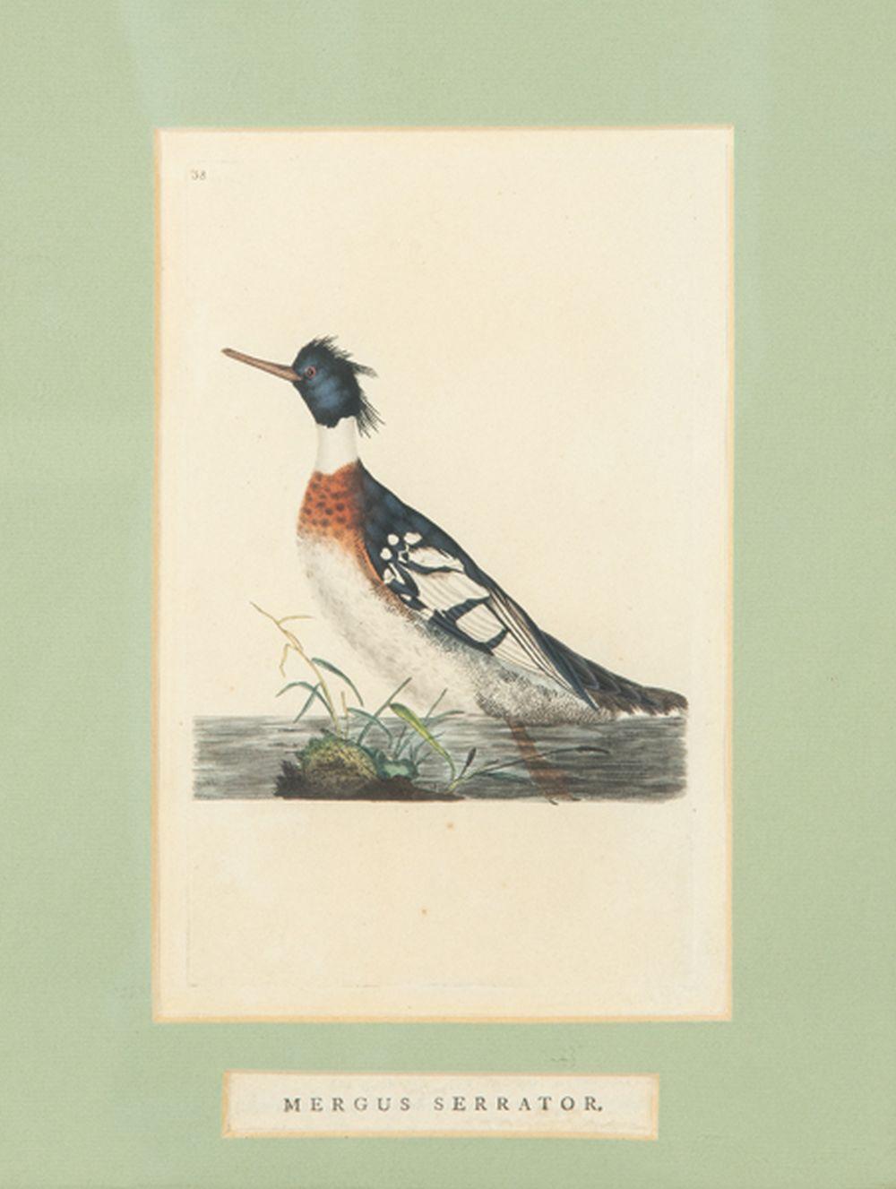 Edward Donovan comparable auction result: edward donovan cork ireland 1768 1837