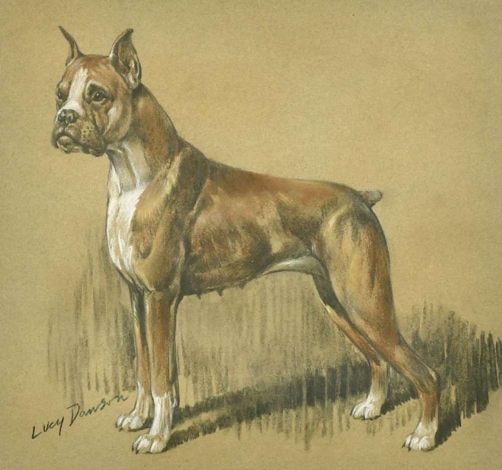 Lucy Dawson comparable auction result: lucy dawson 1875 1954 british a charcoal and chalk study of a standing dog signed 13 5 x 14 5 34 x 37c