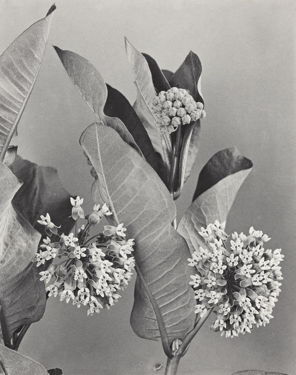 Edwin Hale Lincoln comparable auction result: edwin hale lincoln 1848 1938 a complete suite of 24 lovely botanical studies from the series wildflowers of new england part x