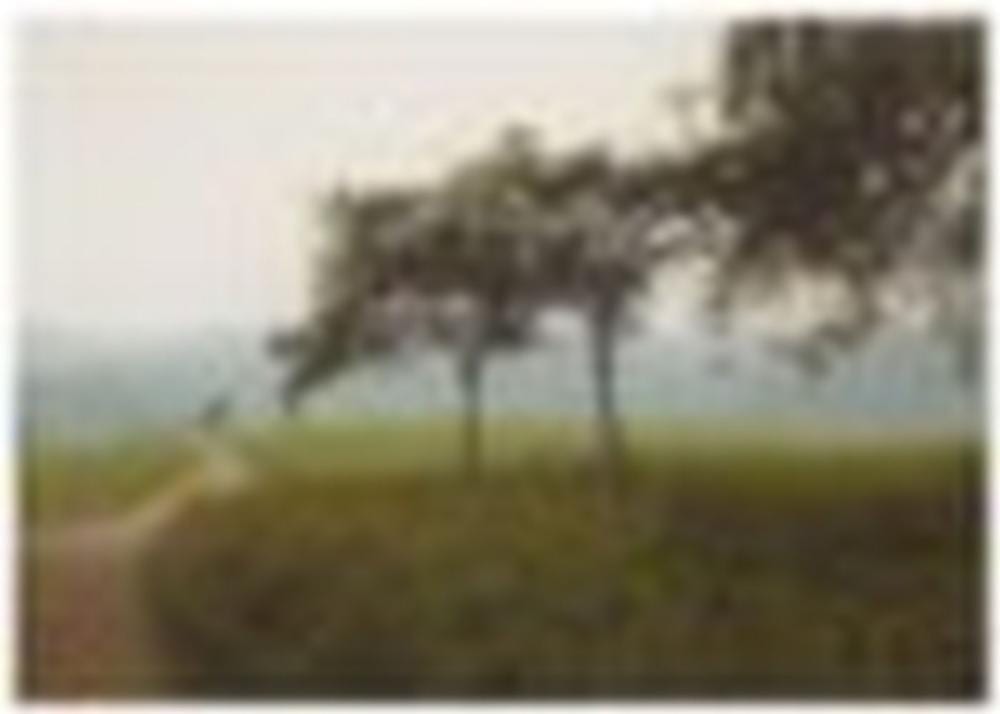 Gerhard Richter (B. 1932) Apfelbäume oil on canvas 28 3/8 x 40 1/4 in. (72 comparable sale