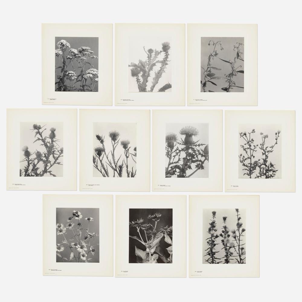 Edwin Hale Lincoln comparable auction result: edwin hale lincoln wild flowers of new england part ix and xi