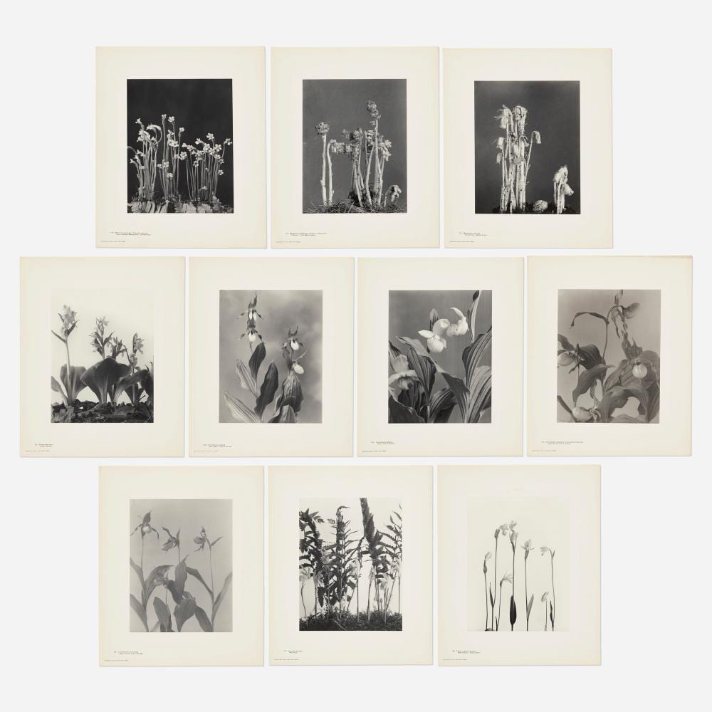 Edwin Hale Lincoln comparable auction result: edwin hale lincoln wild flowers of new england part vii and xii