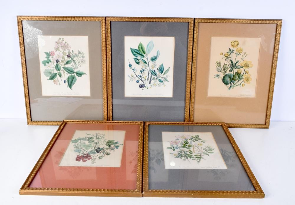 Jane Webb Loudon comparable auction result: jane webb loudon 1807 1858 5 x lithographical prints botanical studies 23 cm x 19 cm 5