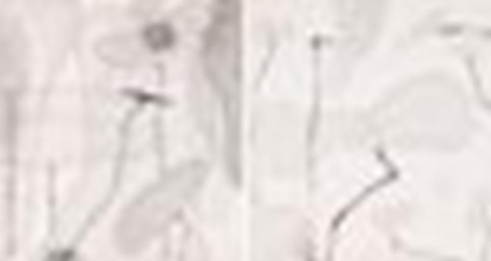 Jialing Chen comparable auction result: chen jialing b 1937 ink lotus a pair of scrolls mounted and framed ink