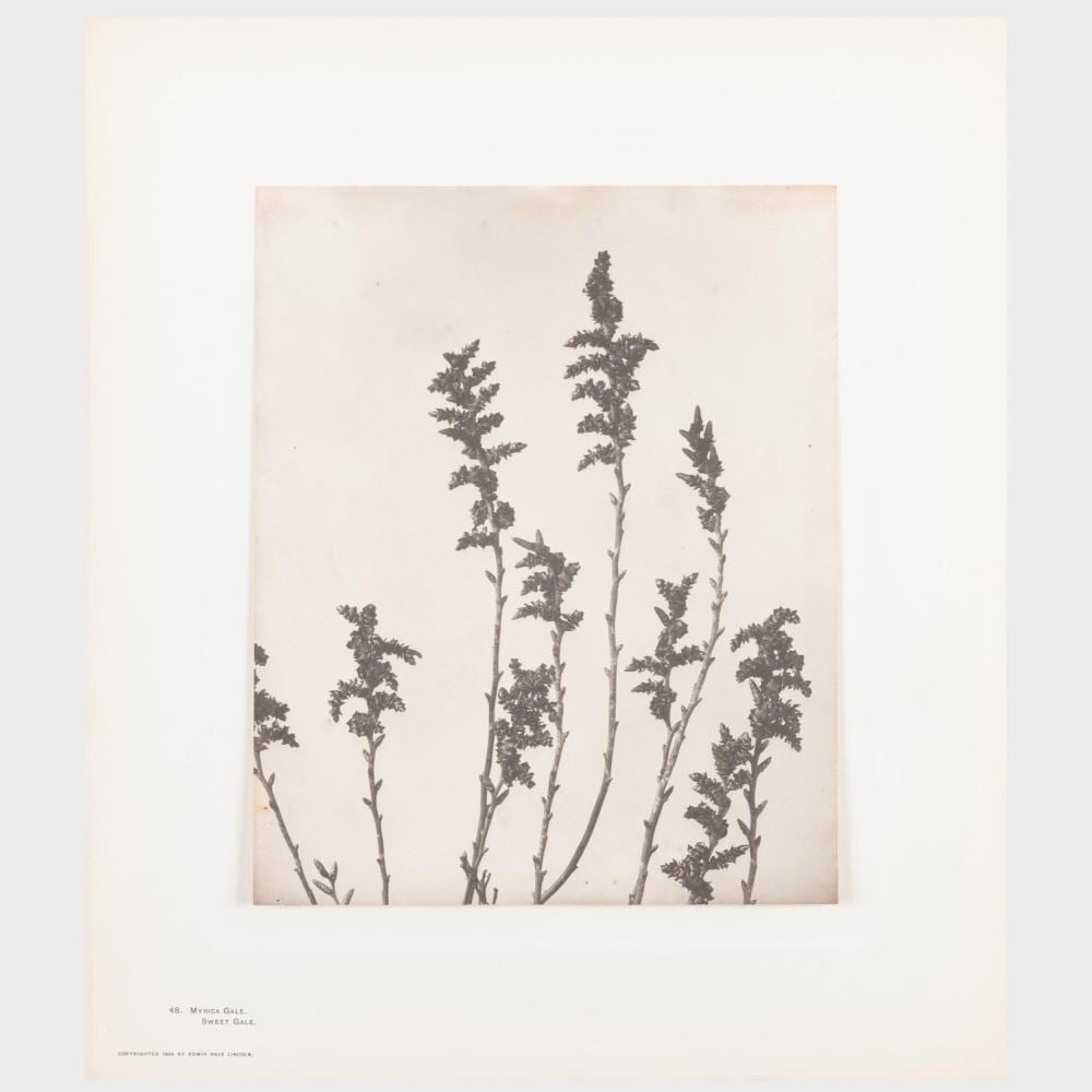 Edwin Hale Lincoln comparable auction result: edwin hale lincoln 1848 1938 wildflowers of new england parts ii iii iv and viii incomplete folios