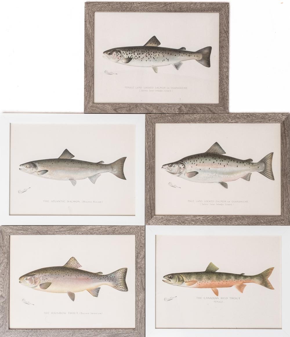 Sherman Denton comparable auction result: five original 1907 signed denton lithographs