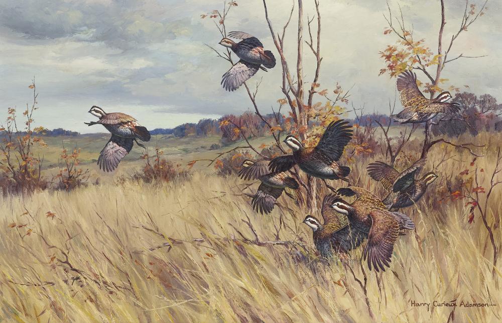 Harry Curieux Adamson comparable auction result: harry curieux adamson 1916 2012 quail covey rising from grasses 18 x 28 in framed 24 x 33 1 2 in