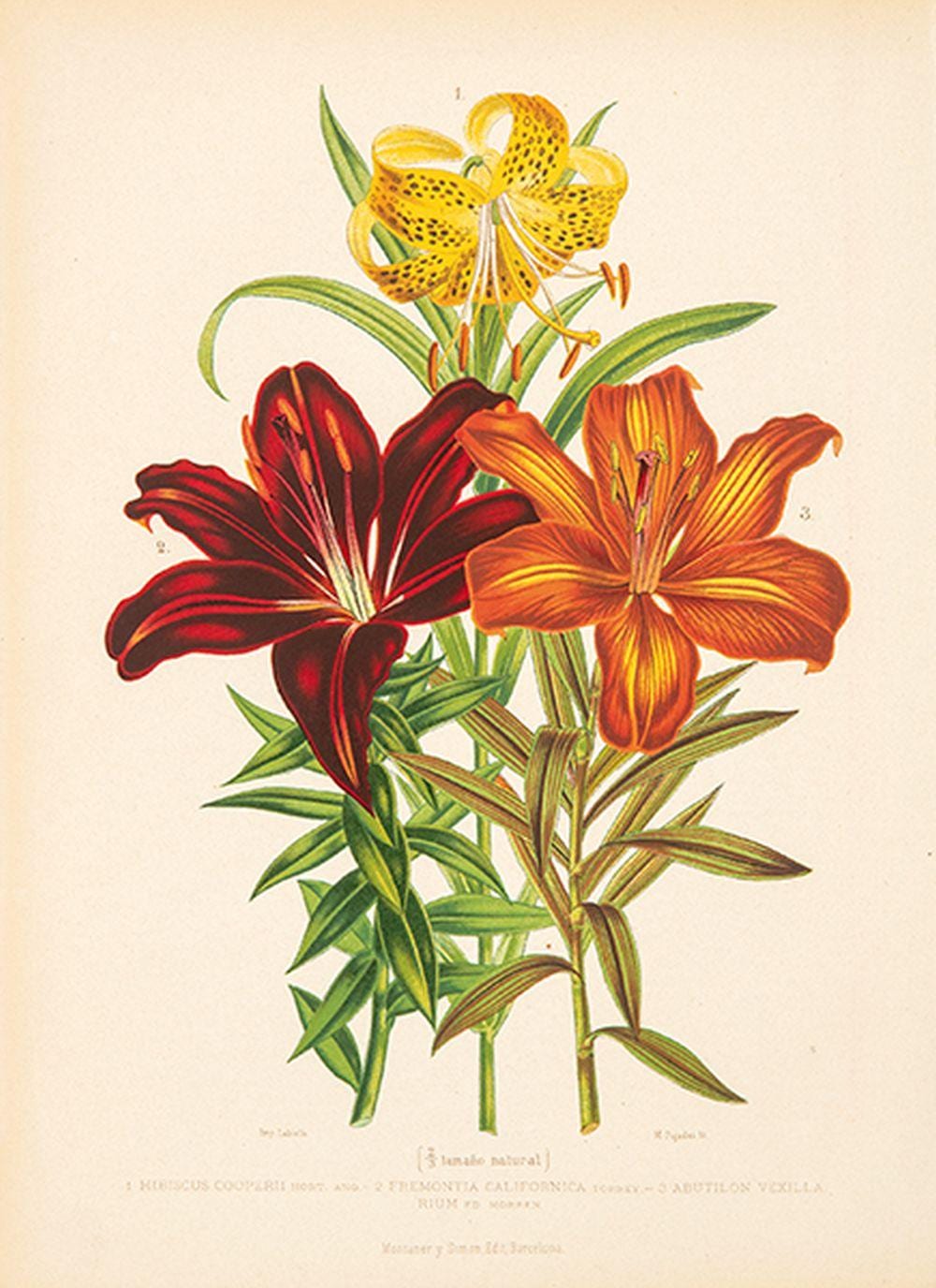 Juan Vilanova Y Piera comparable auction result: juan vilanova y piera ibiscus cooperii orchids