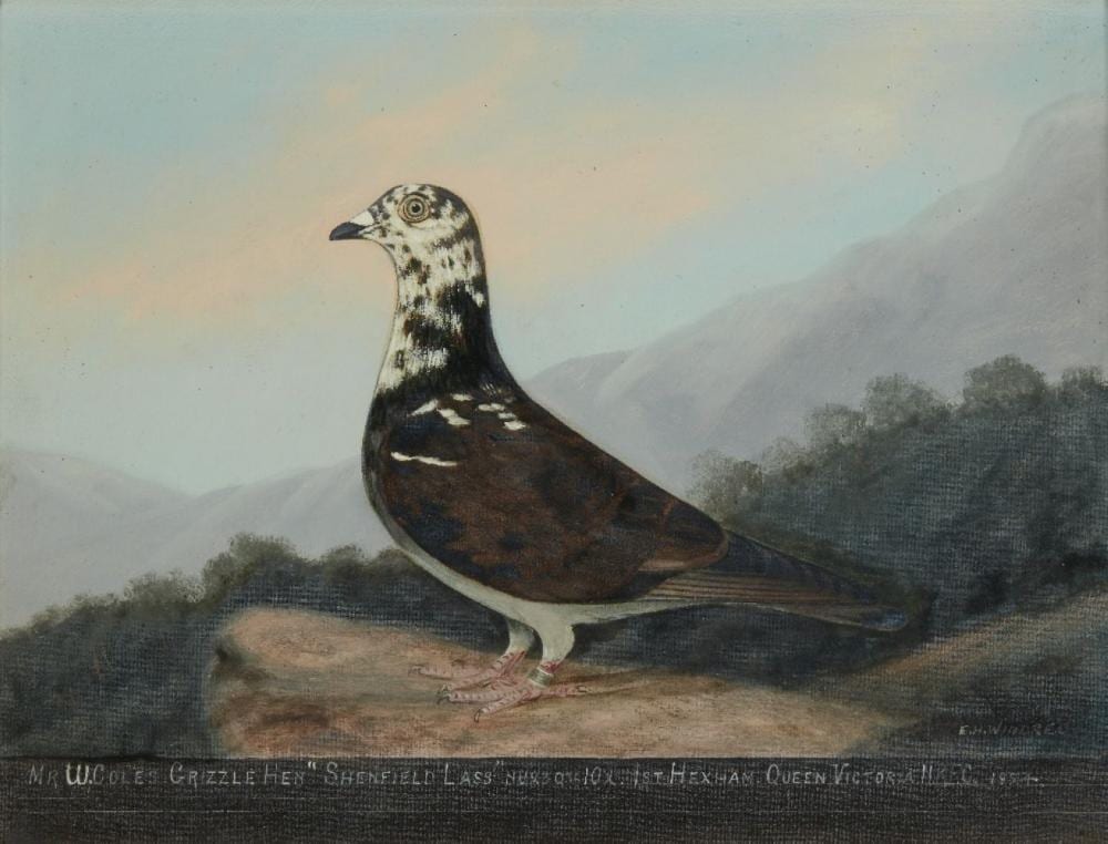 edward henry windred british 1875 1953 four portraits of mr w cole s racing pigeons each oi · Roseberys · 2023-03-29 Edward Henry Windred comparable auction result: edward henry windred british 1875 1953 four portraits of mr w cole s racing pigeons each oi