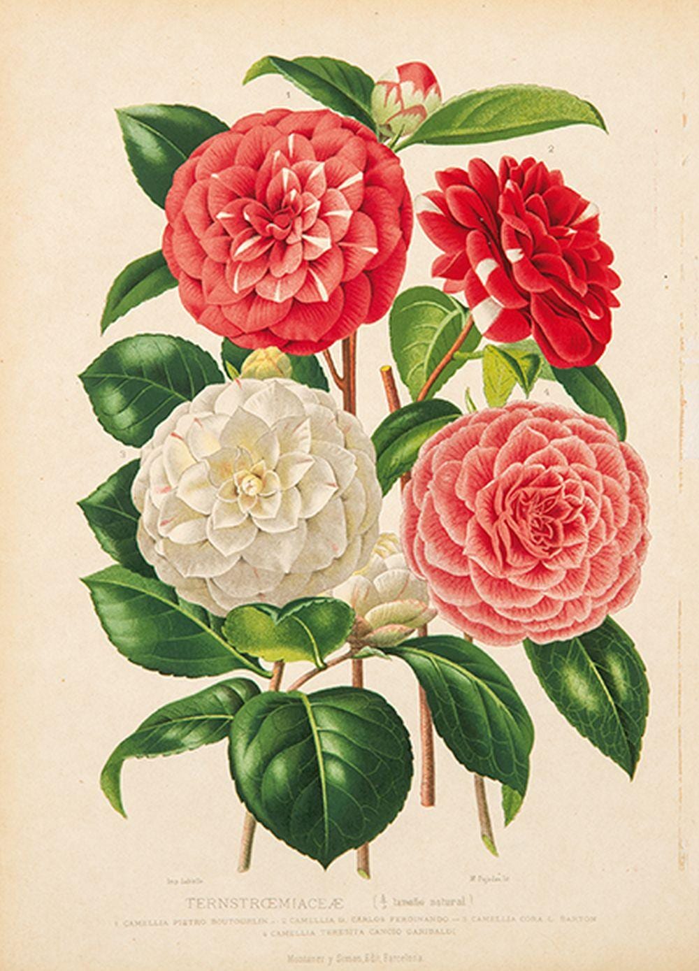 Juan Vilanova Y Piera comparable auction result: juan vilanova y piera camellias hippeastrum 1876