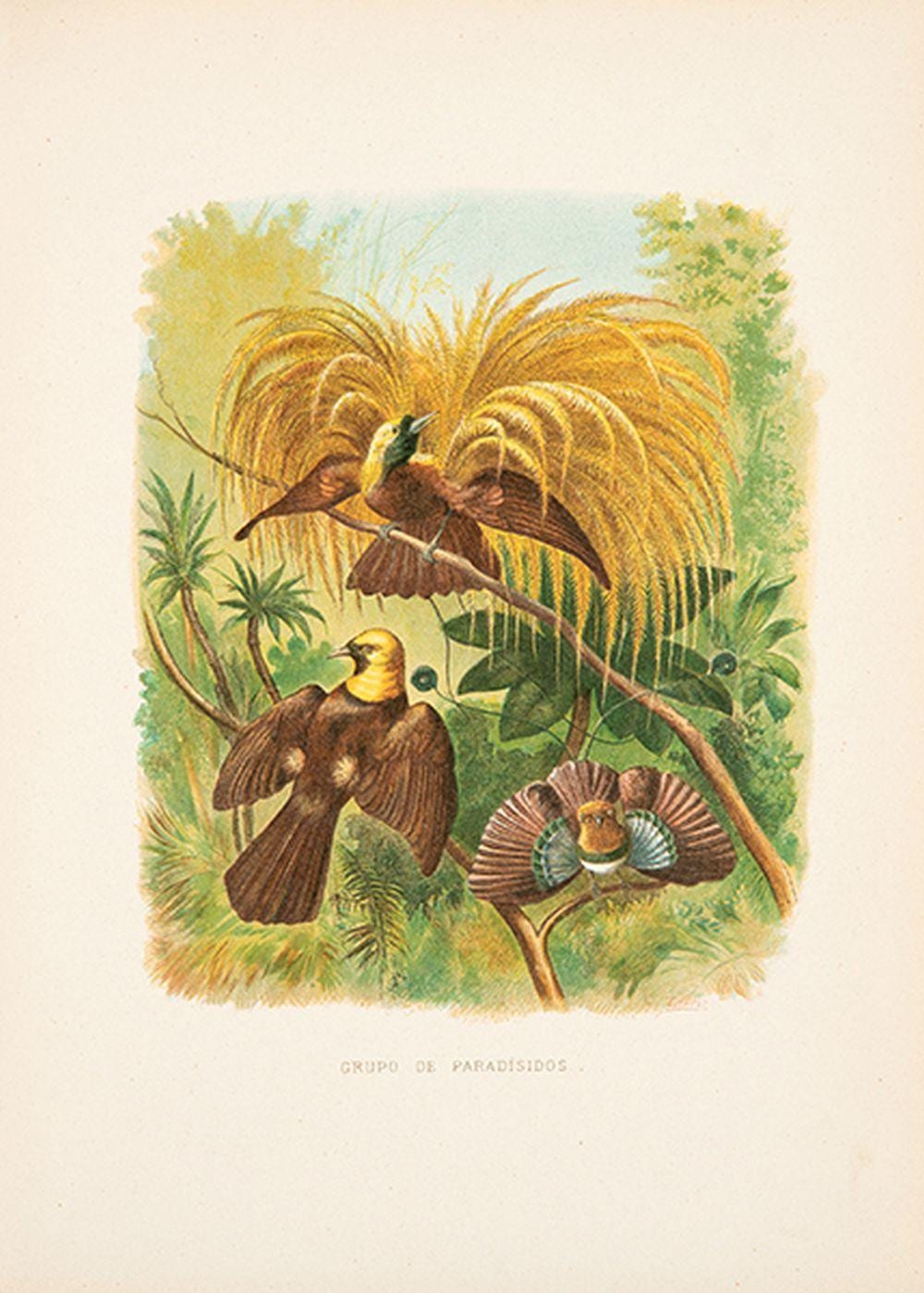 Juan Vilanova Y Piera comparable auction result: juan vilanova y piera group of paradisidae and other species