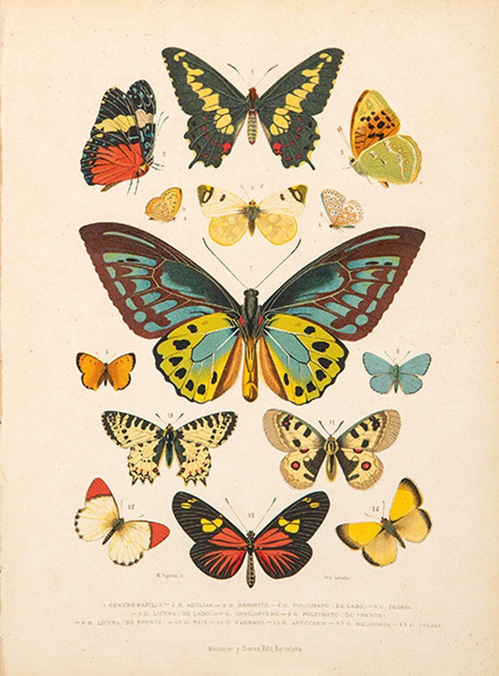 Juan Vilanova Y Piera comparable auction result: juan vilanova y piera genus papilio genus vanessa 1876