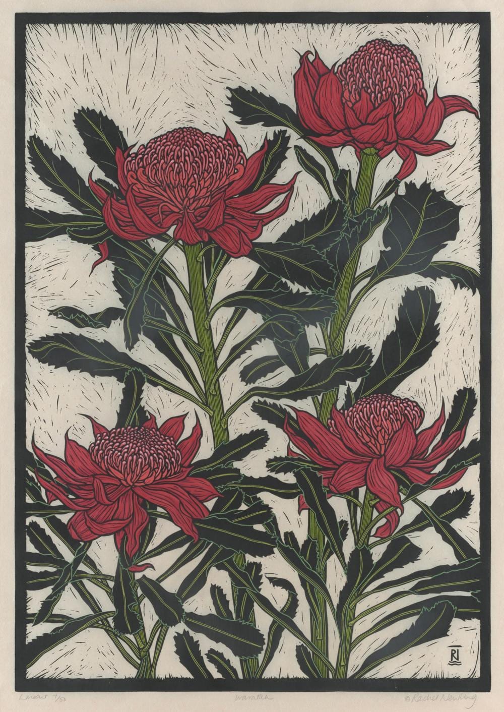 Rachel Newling comparable auction result: rachel newling born 1956 waratah hand coloured linocut ed 7 50