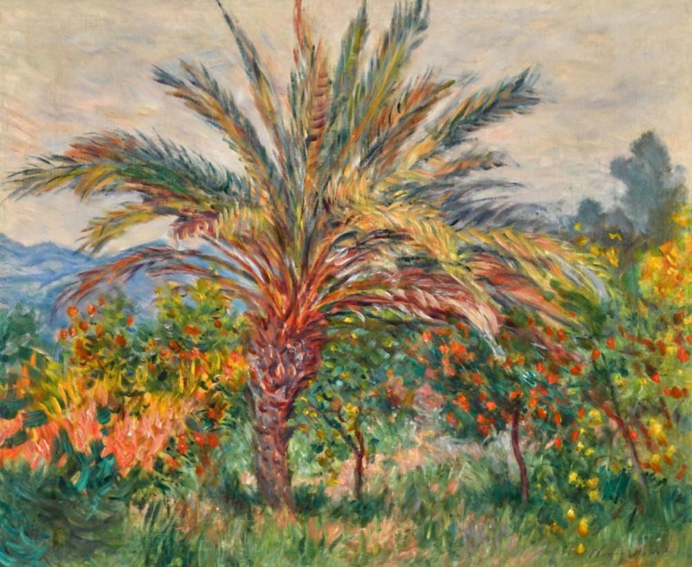 Palmier à Bordighera comparable sale