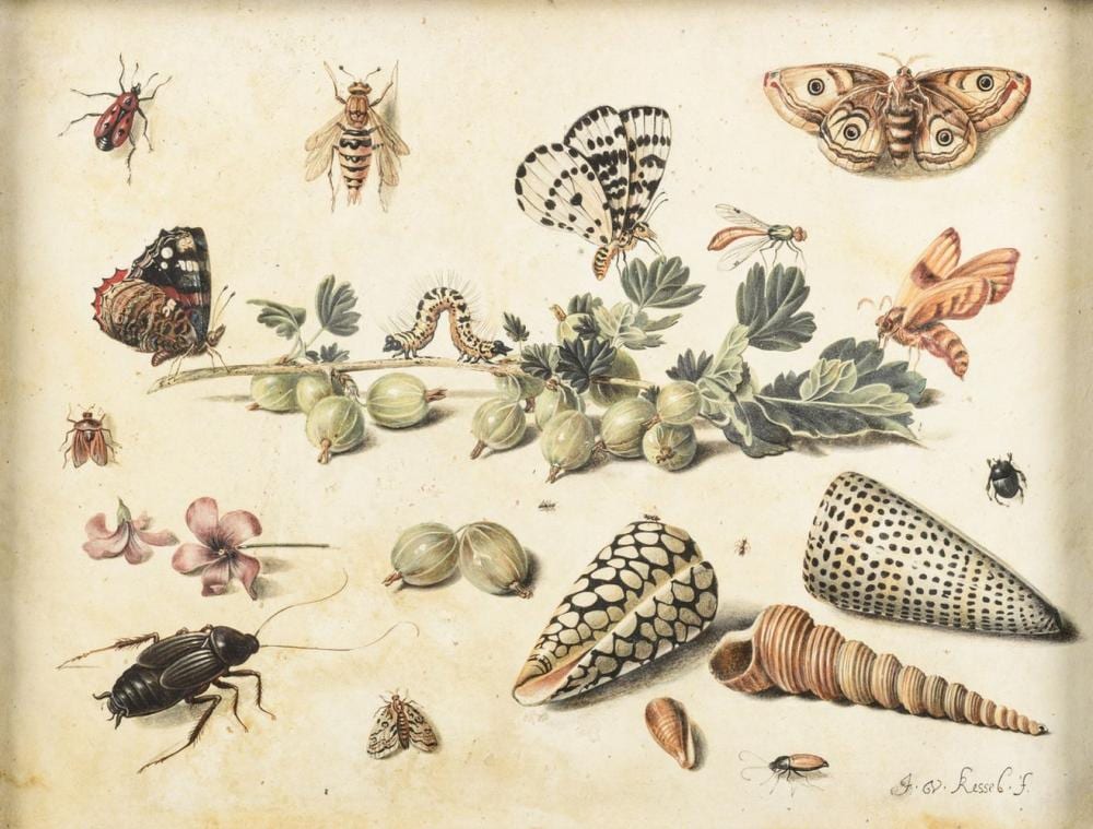 Jan van (1654) Kessel comparable auction result: jan van kessel i gouache on parchment study of i
