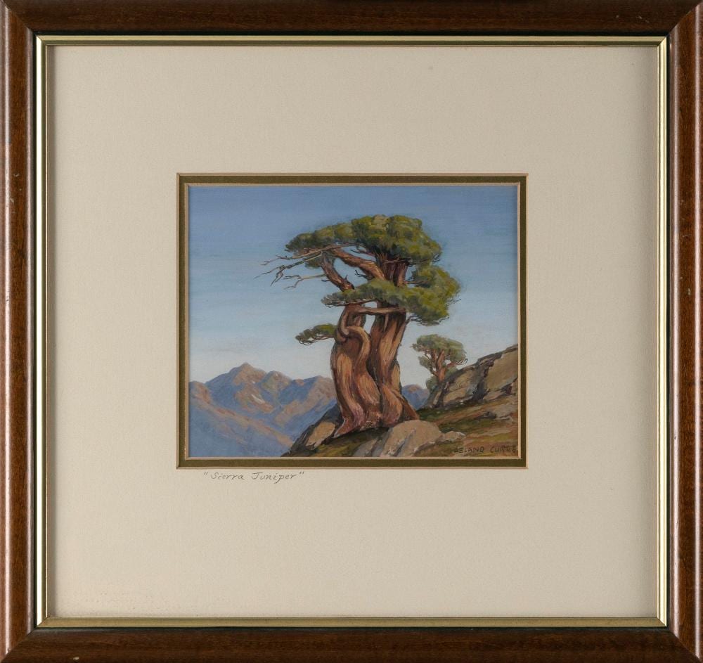 Leland S. Curtis comparable auction result: leland s curtis california colorado 1897 1989 sierra juniper gouache on paper 6 x 7 sight framed 14 x 14 5