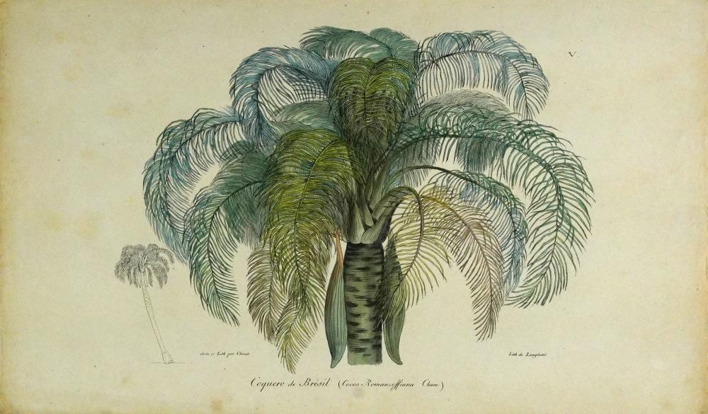 Louis Choris comparable auction result: louis choris coquero de br sil tab v