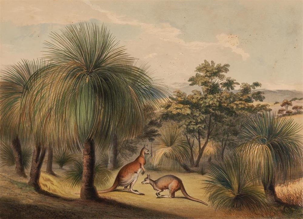 George French Angas comparable auction result: george french angas 1822 1886 glass tree at yankalilla with red kangaroo s a 1847 hand coloured lithograph 25 x 35 cm frame