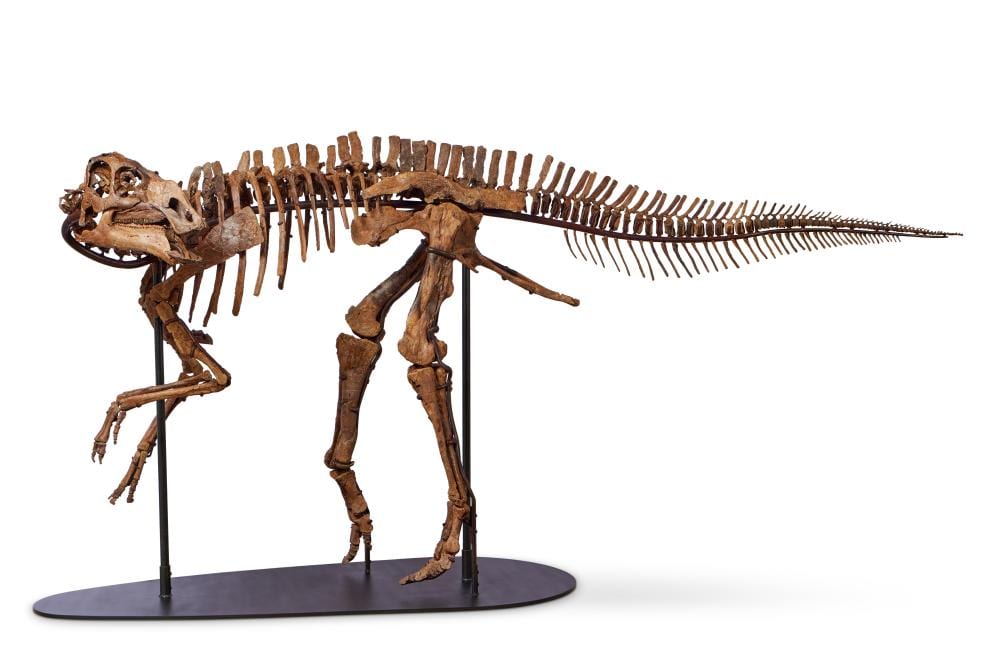 Juvenile Gryposaurus comparable sale