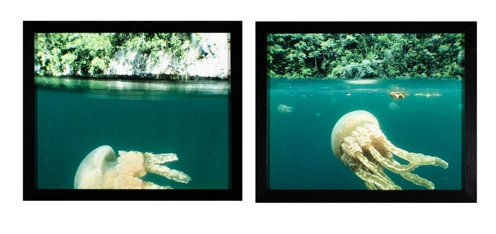 dorothy cross b 1956 mastiqias jellyfish above below water lambda print diptych 22 5 x 55cm including frames provenance with kerlin gallery label verso · Adam's · 2023-11-07 Dorothy Cross comparable auction result: dorothy cross b 1956 mastiqias jellyfish above below water lambda print diptych 22 5 x 55cm including frames provenance with kerlin gallery label verso