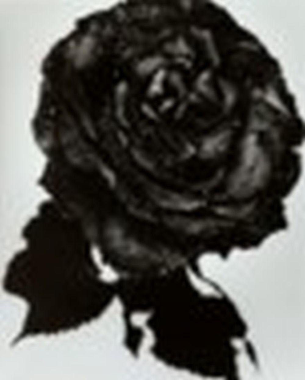 Nick Knight comparable auction result: nick knight n en 1958 black rose 2000 sign dat et num rot ap 1 au