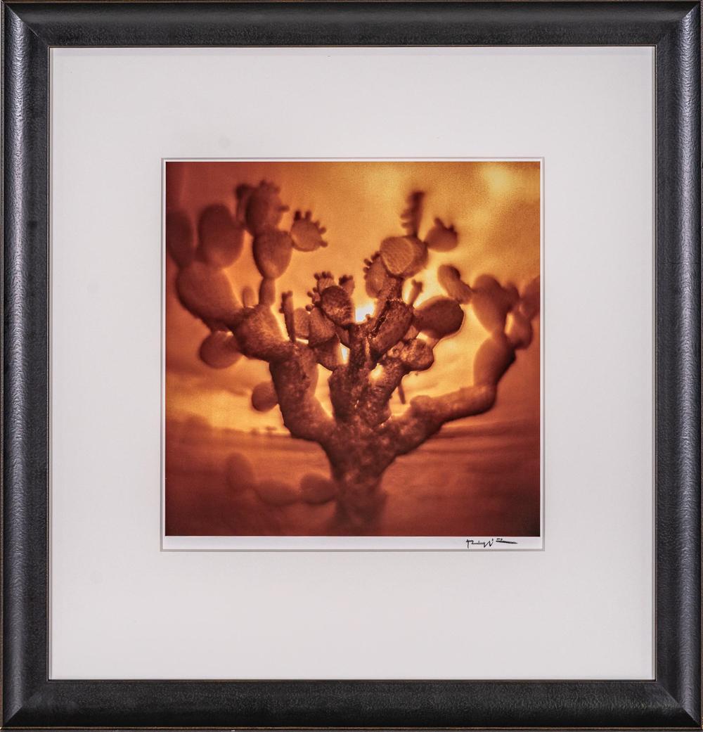 Cactus comparable auction result: cactus signed bill wittliff photograph
