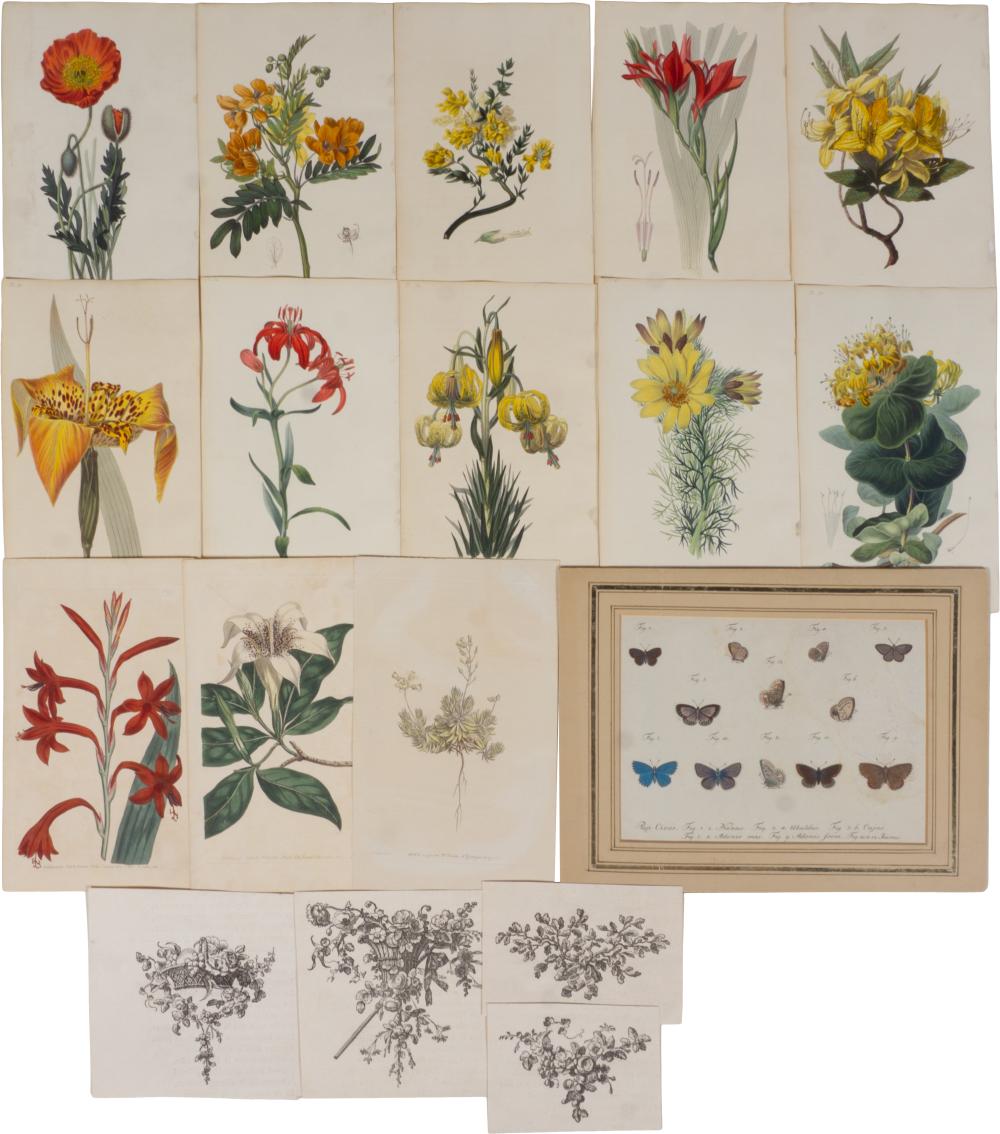WILLIAM CLARK, BRITISH 19TH CENTURY, A GROUP OF ANTIQUE BOTANICAL PRINTS, ALONG WITH SEVERAL MISCELLANEOUS FLORAL PRINTS AND A BUTTERFLY PRINT, Largest: 7 1/2 x 8 3/4 in. (19.1 x 22.2 cm.), Smallest: 3 1/2 x 4 3/4 in. (8 sold by Potomack Company, lot 5313 — auction record photograph