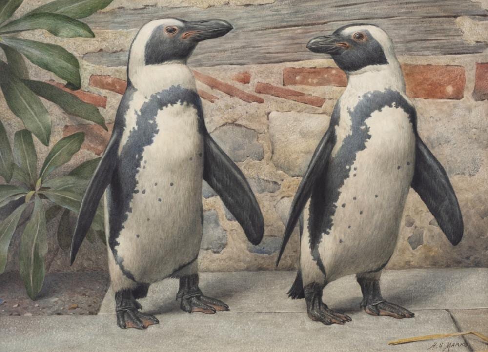Henry Stacy Marks comparable auction result: henry stacy marks 1829 1898 penguins