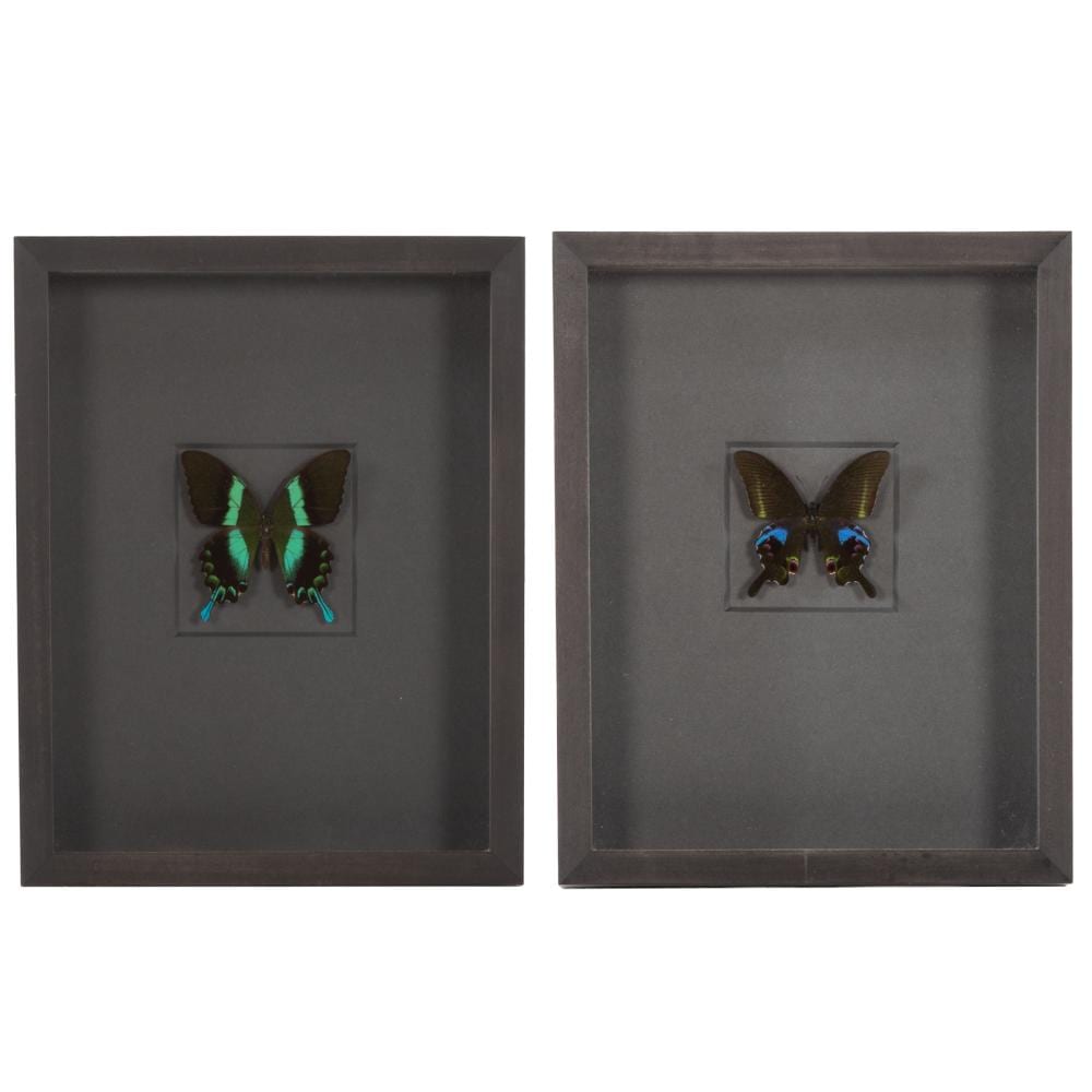 Christopher Marley comparable auction result: two framed butterflies