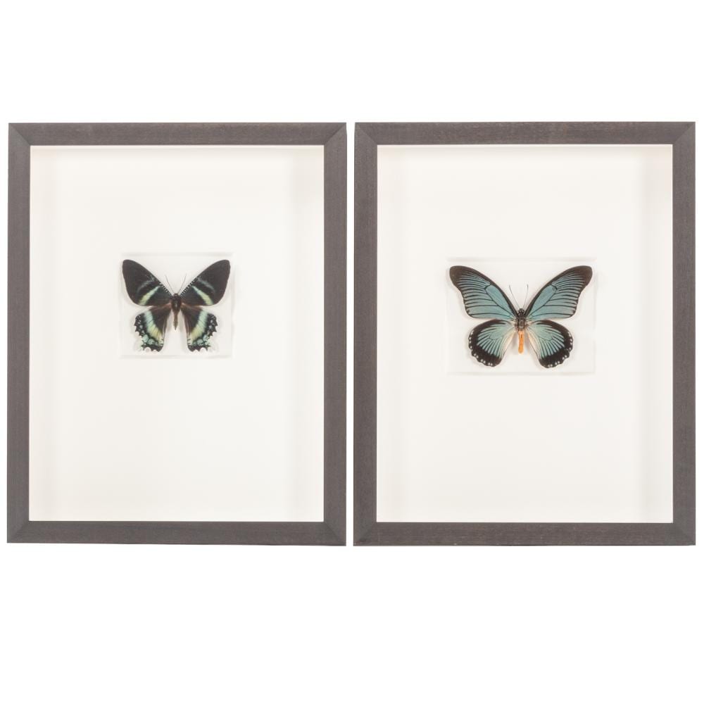 Christopher Marley comparable auction result: two framed butterflies