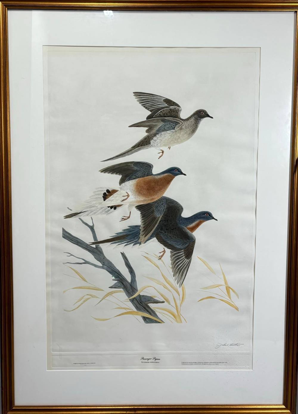 John A Ruthven comparable auction result: john a ruthven 1924 2020 passenger pigeon aquatint engrving