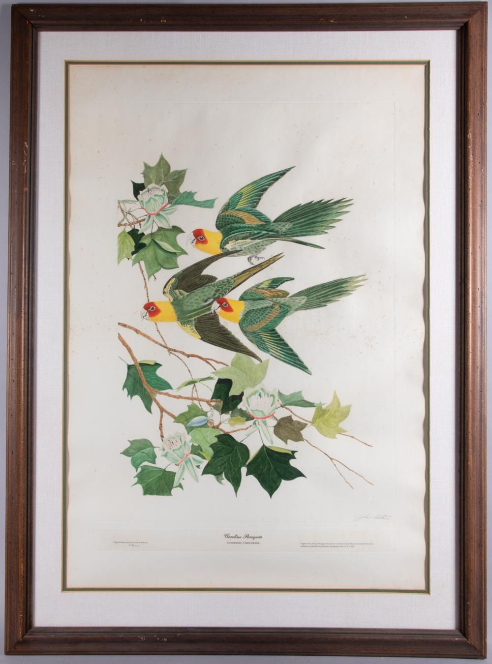 John A Ruthven comparable auction result: john a ruthven 1924 2020 carolina paraquets aquatint engraving