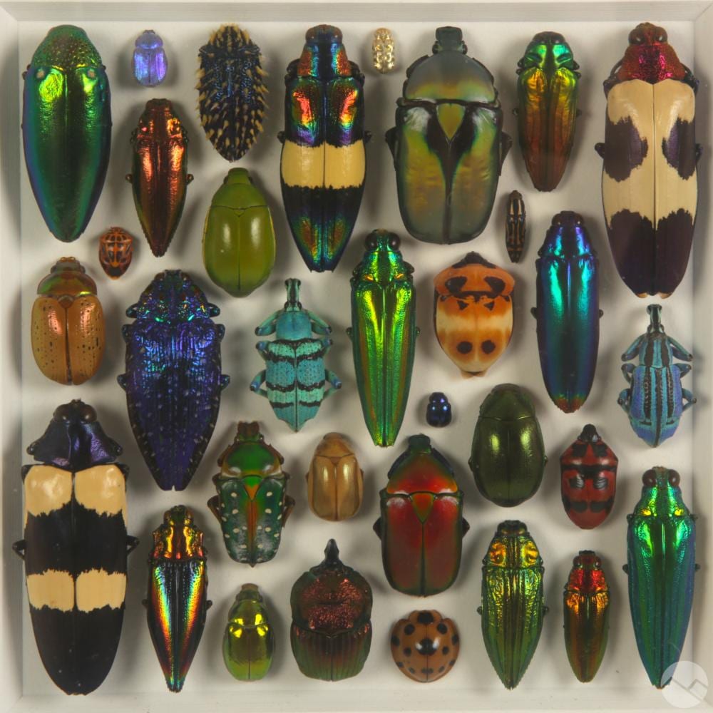 Christopher Marley comparable auction result: christopher marley b 1969 coleopteran bug mosaic