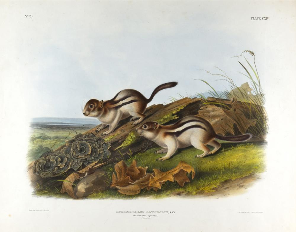 John Woodhouse Audubon comparable auction result: john woodhouse audubon 1812 1862 say s marmot squirrel plate cxiv