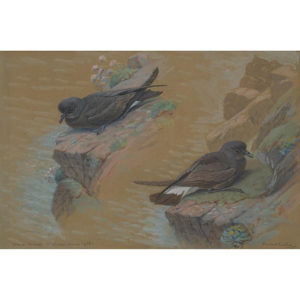 Donald (1918) Watson comparable auction result: donald watson scottish 1918 2005 storm petrels st kilda june 1958