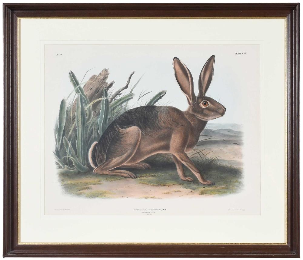 John Woodhouse Audubon comparable auction result: john woodhouse audubon california hare