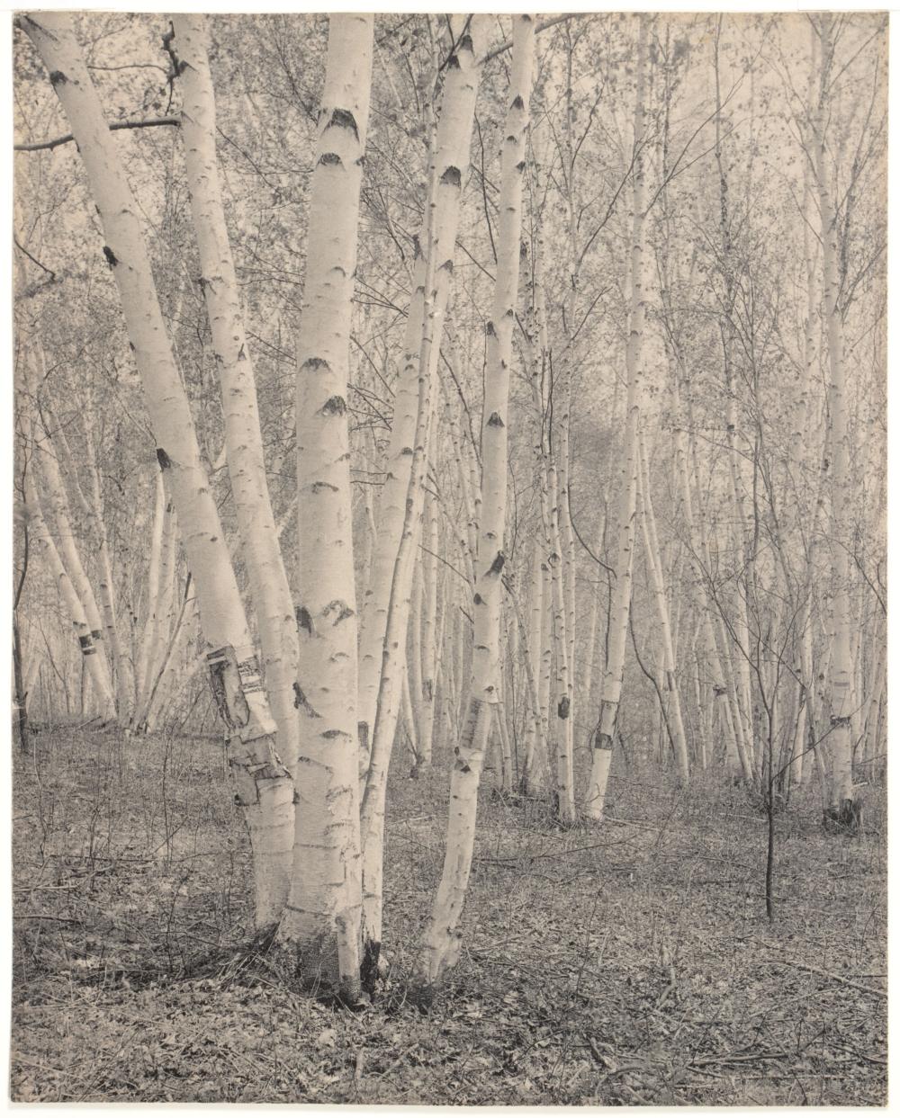 Edwin Hale Lincoln comparable auction result: edwin hale lincoln platinum print trees in forest