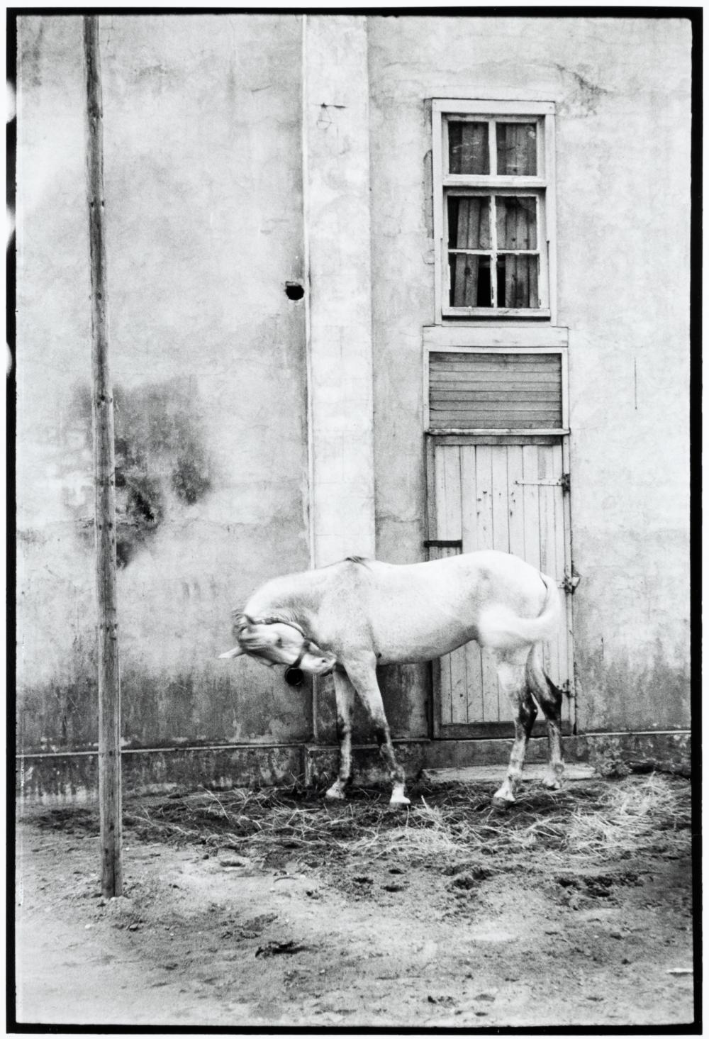 Jacques Lowe comparable auction result: jacques lowe white horse berre l etange
