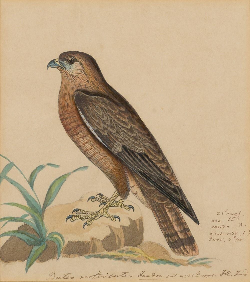 Heinrich Gottlieb Ludwig Reichenbach comparable auction result: heinrich gottlieb ludwig reichenbach illustration of a falcon
