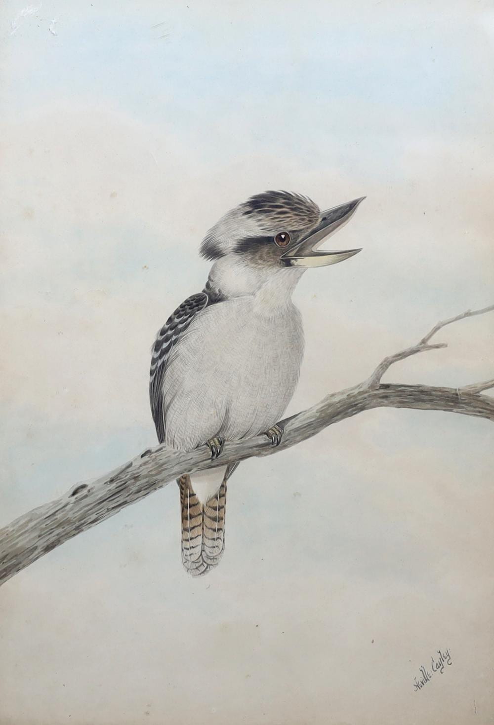 Neville (1886) Cayley comparable auction result: neville william cayley australian 1886 1950 study of a cookaburra on a branch watercolour 56 x 39 5cm