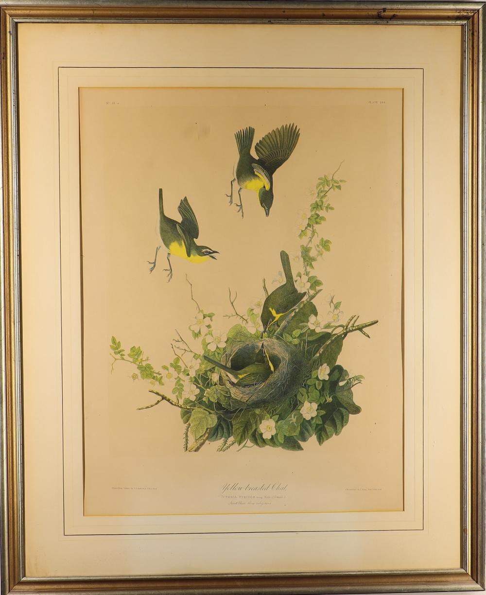 Framed vintage bird illustration print showing three yellow-and-green birds with open wings above a nest of leaves and pale flowers.